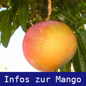 mango Info 300